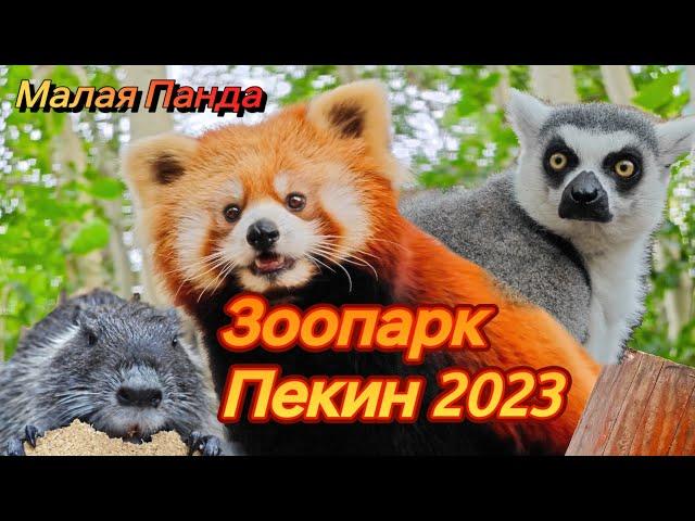 Сафари парк Пекин 2023 КРАСНЫЕ ПАНДЫ