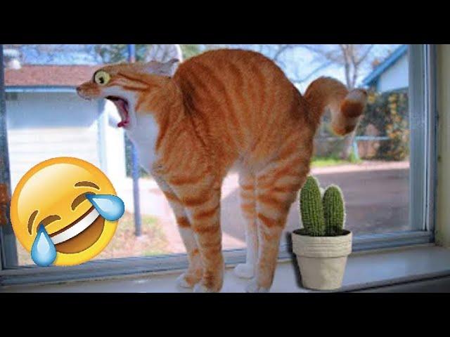 FUNNY ANIMALS 2022 # 59 Try not to laugh 