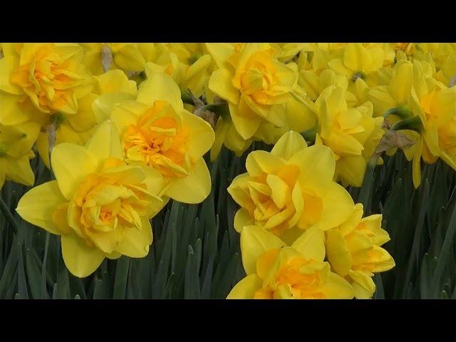 Narcissus "Dick Wilden" - FarmerGracy.co.uk