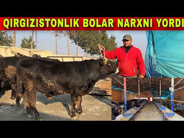 QIRGIZISTONLIK BOLAR O’ZBEKDA SHIVES BUQALARNI ARZON SOTISHYAPTI