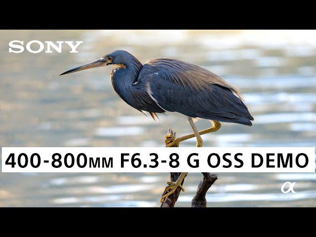 Check out the 400-800mm F6.3-8 G Lens in Action!