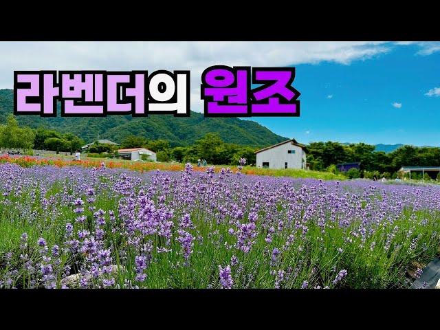 Beautiful lavender farm in Goseong, Gangwon-do, Korea #Korea travel #lavender #Gangwon-do