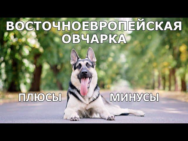 ВОСТОЧНОЕВРОПЕЙСКАЯ ОВЧАРКА. Плюсы и минусы ВЕО EAST EUROPEAN SHEPHERD