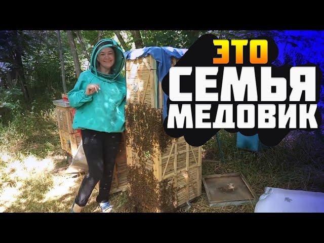 Как собрать много меда? Сильные семь пчел на главный взяток. Семьи МЕДОВИКИ на пасеке для подсолнуха