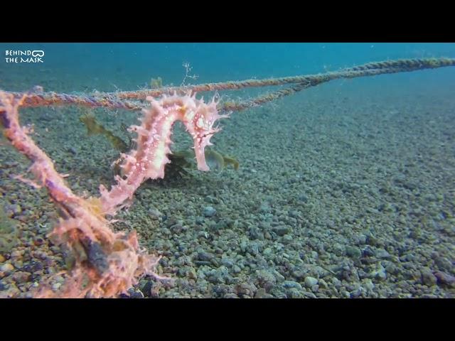Seahorse  (Hippocampus jayakari)