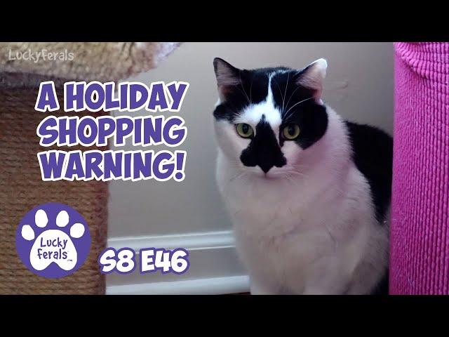 A Holiday Shopping WARNING - Lucky Ferals S8 E46 - Cat Vlog With 11 Cats