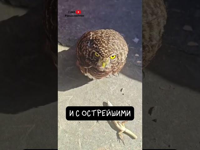 Совы. Ночные Легенды 