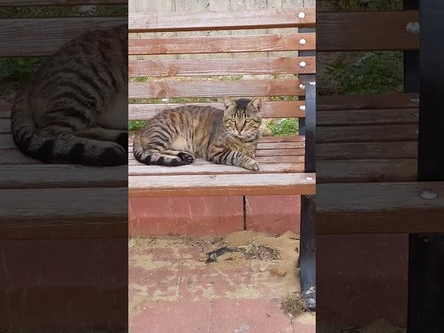 Grey cat relaxing on the bench  Funny cats  Cute pets  Beautiful animals  Memes 