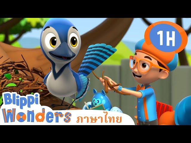 รังนก | Blippi ไทย | วิดีโอการเรียนรู้สำหรับเด็ก