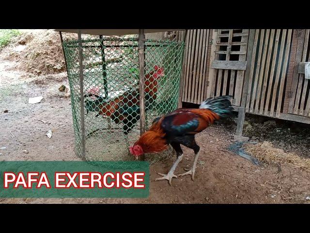 EXERCISE// PAFA INNGAM EM EM// PHAKARA LEH A FAPA//