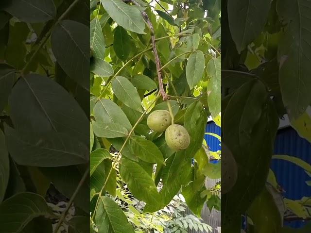 harvesting walnuts / walnut tree loaded with fruit #walnut #walnuttree #akhrot #shorts