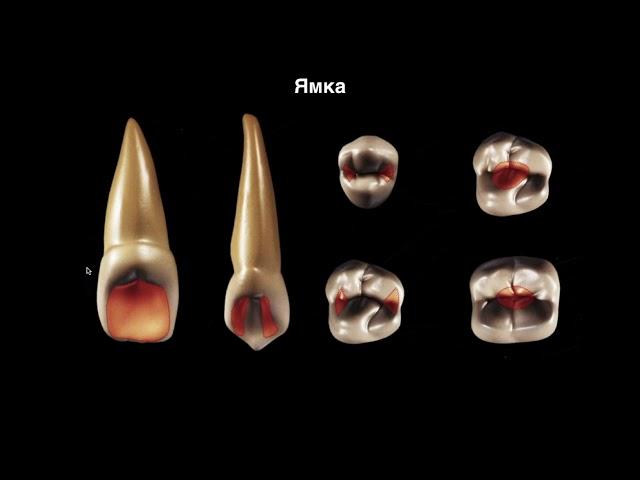 Вебинар Анатомия Зубов. Часть 1