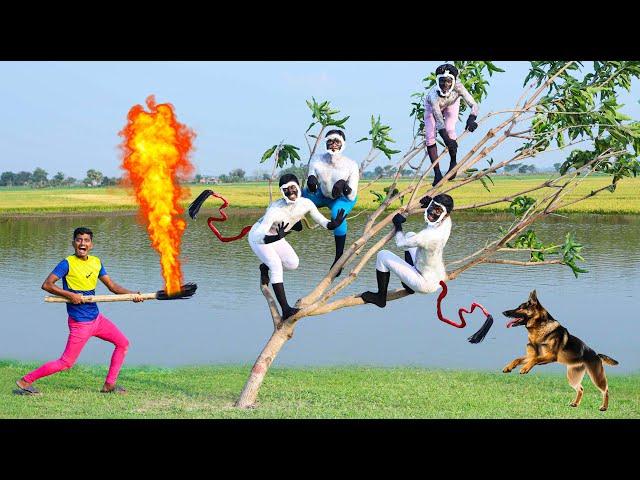 Monkey Chor Comedy  Very Special Trending Funny Comedy Video 2024  Amazing Comedy Video EP 373