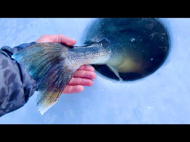 Ice Fishing for BIG Walleye (Sketchy Ice)