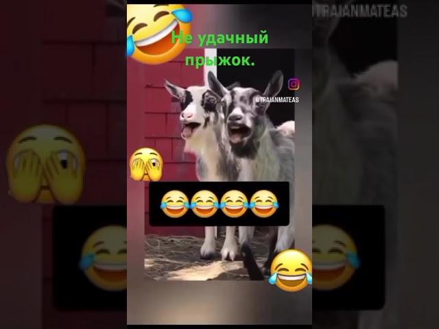 Не удачный прыжок. #юмор