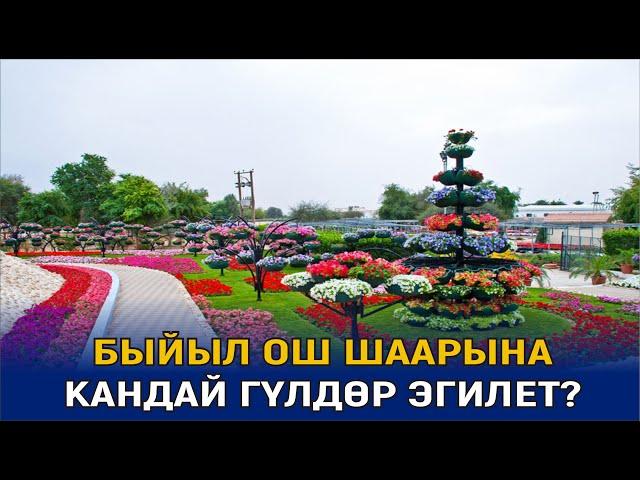 ЖАЗДА ОШ ШААРЫНА КАНДАЙ ГҮЛДӨР ТИГИЛЕТ?