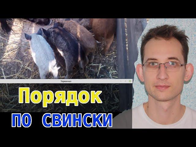 Порядок по свински или как Венгерская мангалица загон обустраивает