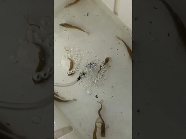 This is why You should Fish with Minnows