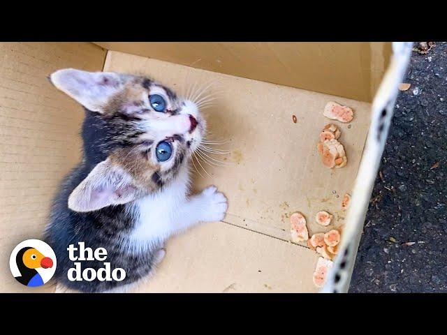 Girl Who's Allergic To Cats Can't Stop Adopting Them | The Dodo