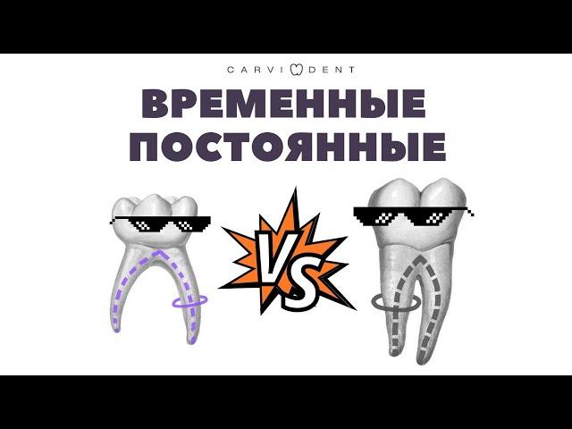 Различия временного и постоянного прикуса | CARVIDENT