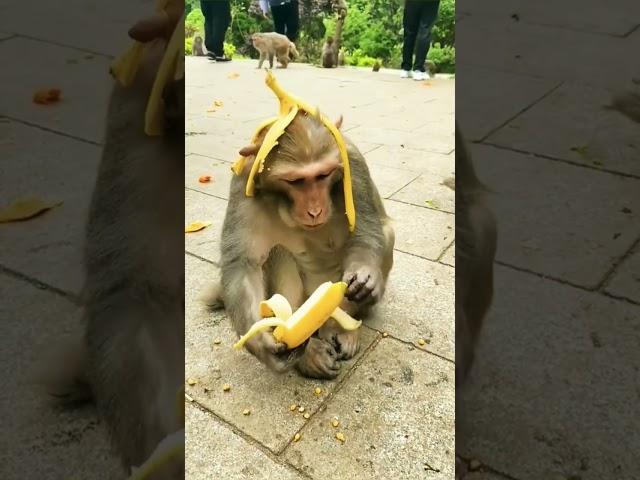 patali kamariya bole hay hay comedy video #shorts #monkeyfunny