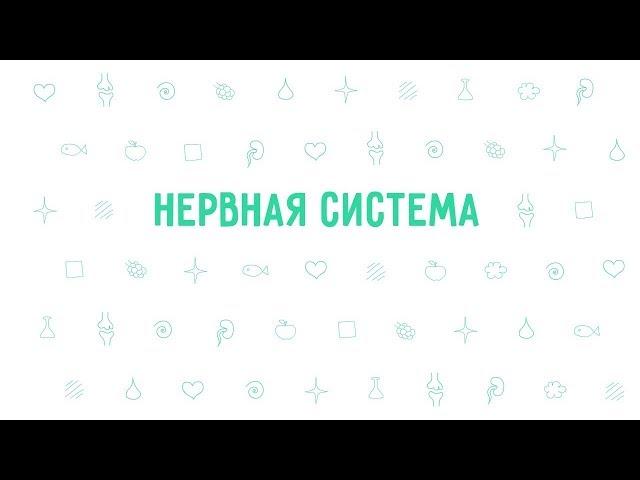 19. Нервная система . Окружающий мир - 3 класс