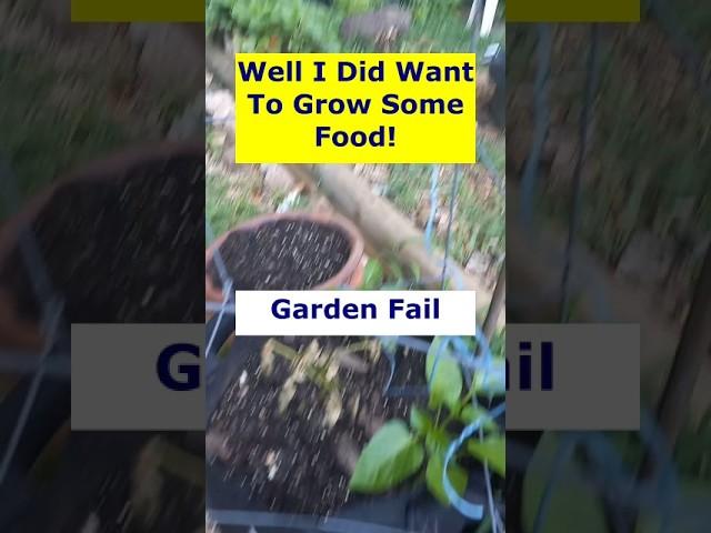 Garden Fail - Dying Pepper In The Bag. Garden Blooper! #urbangardening #gardening #gardeningtips