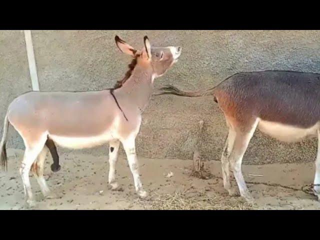 village donkey meeting video l very excited donkey meeting l