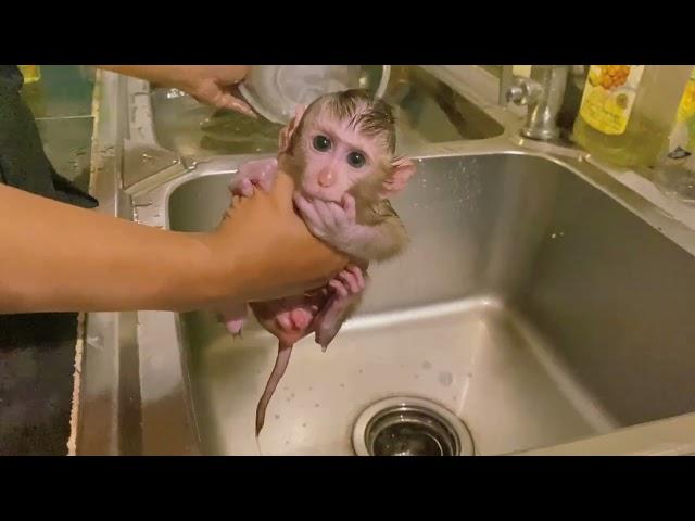 A baby monkey enjoying a bath, Jackie-Johnson Newborn baby monkey