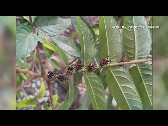Spotted lanternflies return to NC, experts weigh in