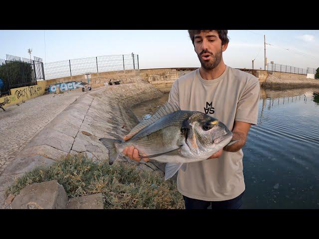 Urban Fishing Portugal Big Fish!!!! (Dourada - Sea Bream)