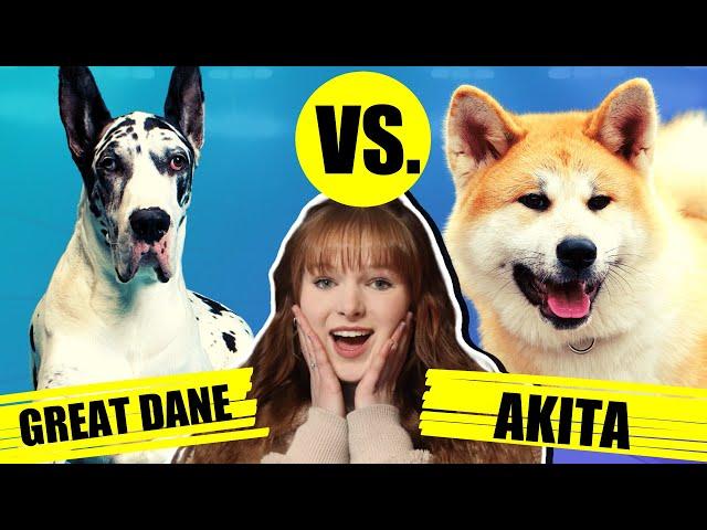 GREAT DANE VS AKITA