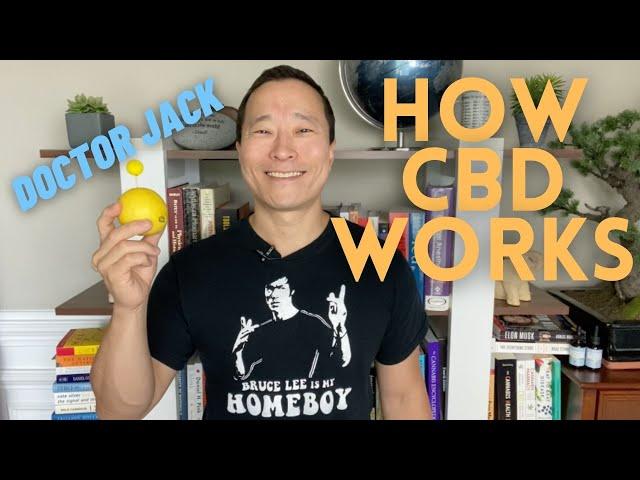 The Endocannabinoid (ECS) System.  How Does CBD Work? Doctor Jack Episode 5