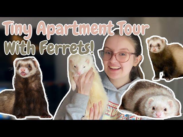 Tiny Apartment Tour + HOW TO FERRET PROOF | Pazuandfriends