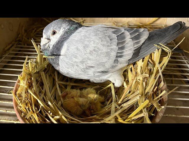 Brieftauben Kücken sind geschlüpft /racing pigeon chicks have hatched