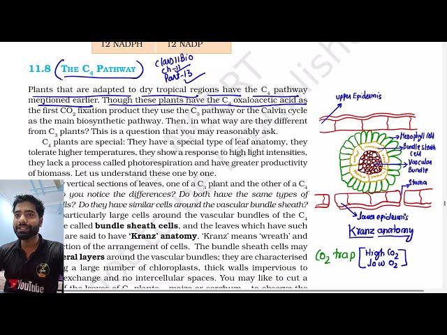 Part 13, C4 Pathway, hatch and slack pathway, Class 11th Biology NCERT Line by line explanation