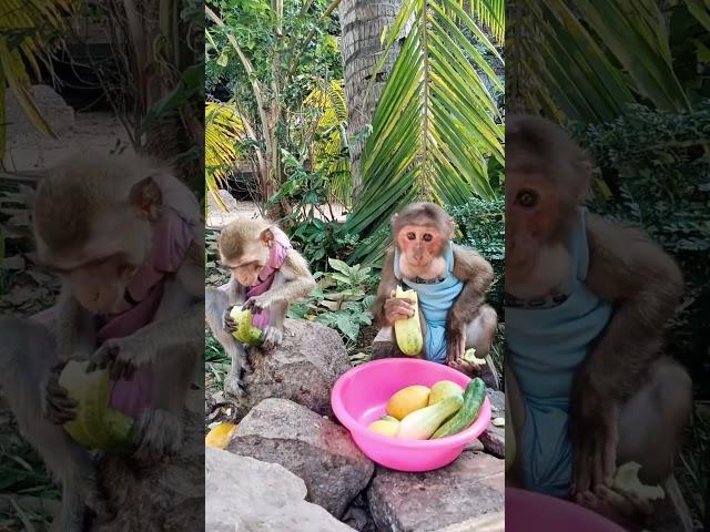 Baby monkey eating fruit #monkeydluffy #monkeysr #monkeychallenge #babymonkey #monkeyvideo #monkeys