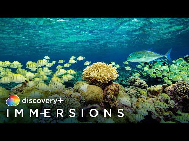 Secret Islands of the Pacific (Slow TV) | discovery+ Immersions