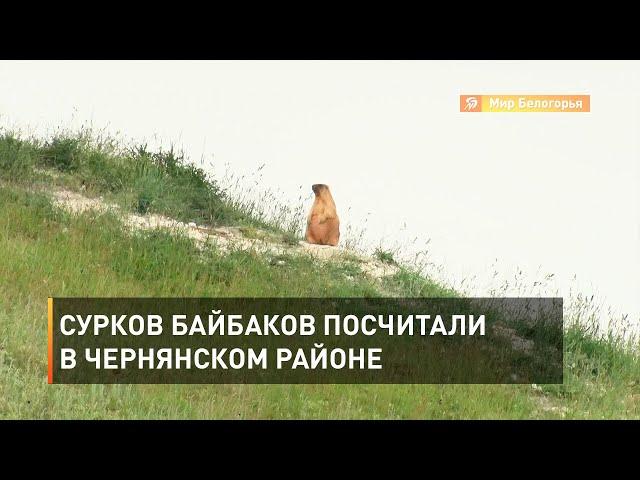 Сурков байбаков посчитали в Чернянском районе