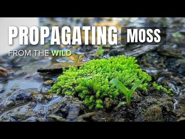 Propagating MOSS Collected from the Wild || How to propagate and find moss - Guide