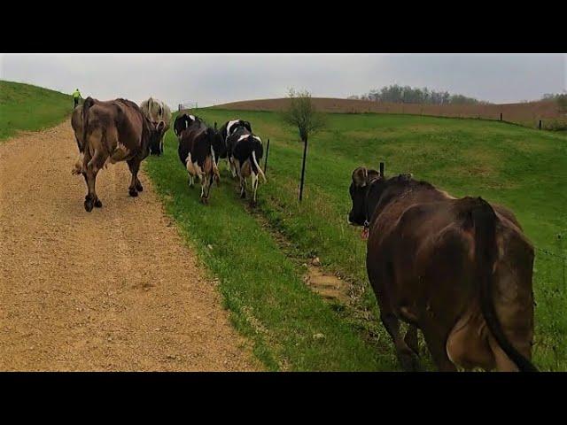 Moving Cows to Pasture!