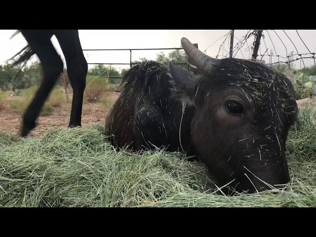 Calm rainstorm with Nandi the Water Buffalo and Crisis the Appaloosa