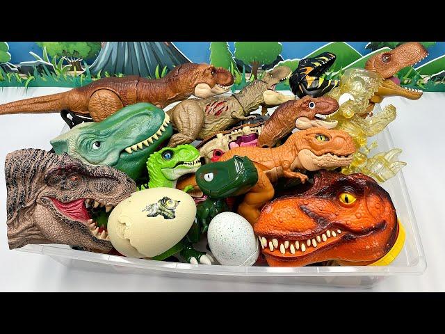 Dinosaur Tyrannosaurus Rex Box! T-Rex Head Robot Eggs  티라노사우루스 공룡