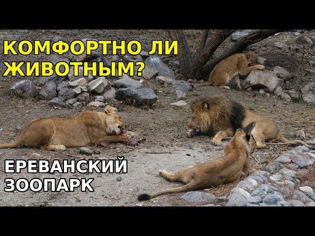 Ереванский зоопарк - пример для подражания? Армения