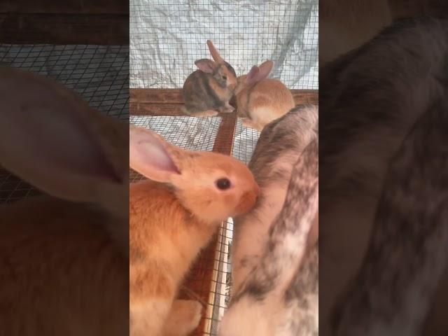 Tamuk Magpie Rabbit (Jane) and her babies