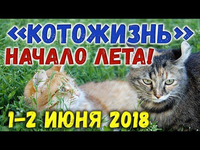 НАЧАЛО ЛЕТА!  КОТОЖИЗНЬ! 1-2 июня 2018