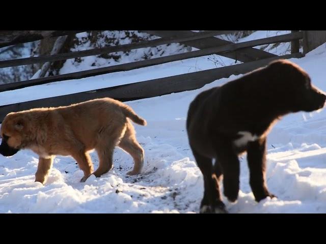 Щенки алабая на прогулке. #puppy #shortvideo #video #animals #shorts