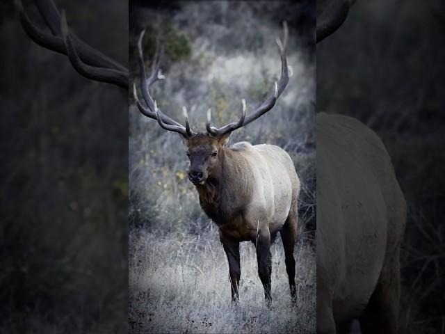This 6x7 Bull Elk is ready to roll! #hunting #elkhunting #bullelk