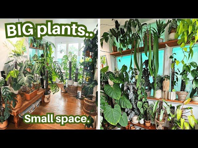 Plant Room Tour ~ Lots of plants, little space.