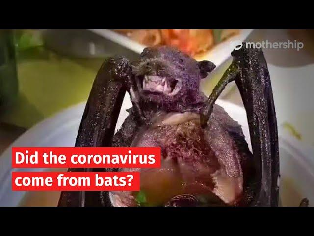 Did the coronavirus outbreak come from bats?